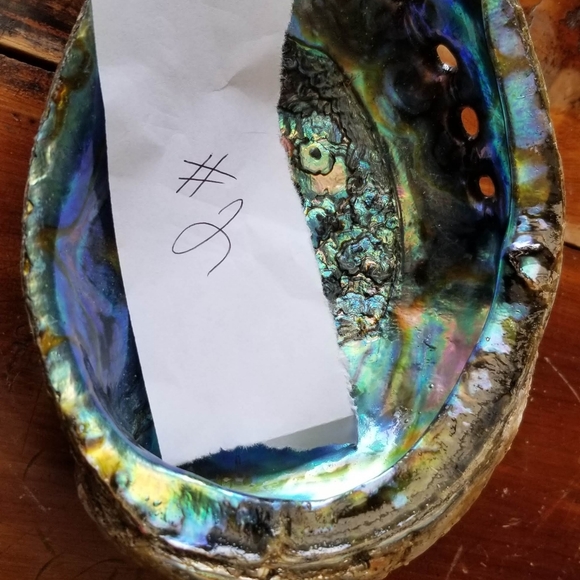 Large Abalone Shell-Great for home office or studio decor😍 - Picture 13 of 16